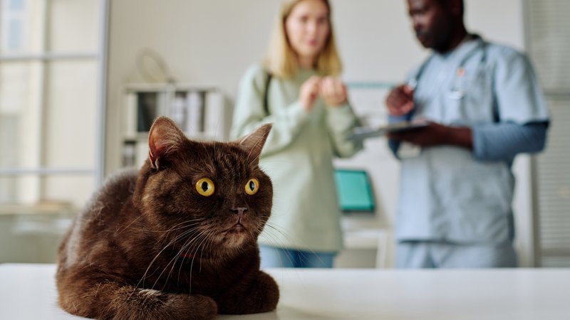 cat at veterinary clinic