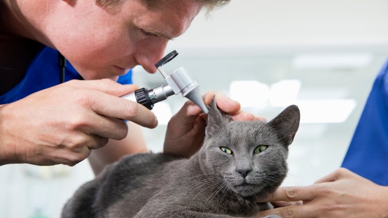 cat ear infection treatment