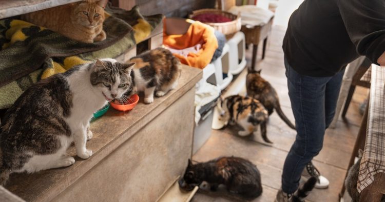 lost cat shelter