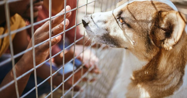 abused dog rescue