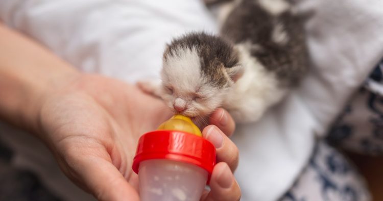 kitten feeding