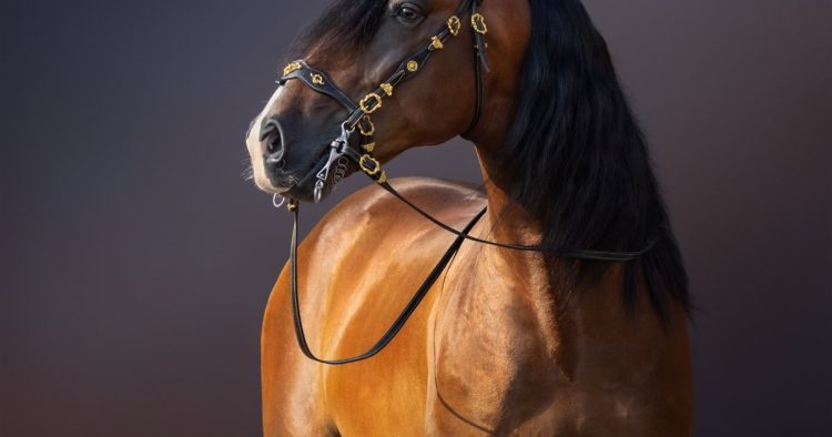 musical horse