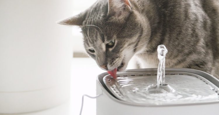 cat drinking fountain
