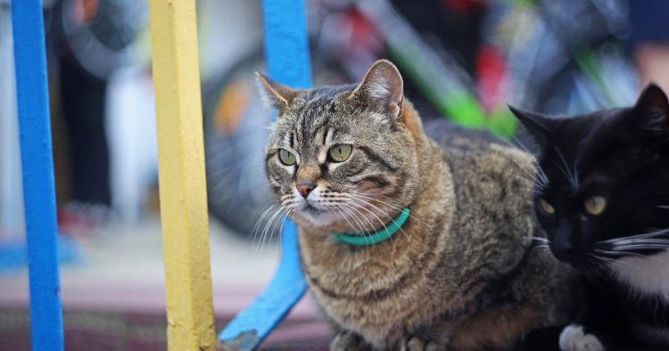 stray cat trainstation