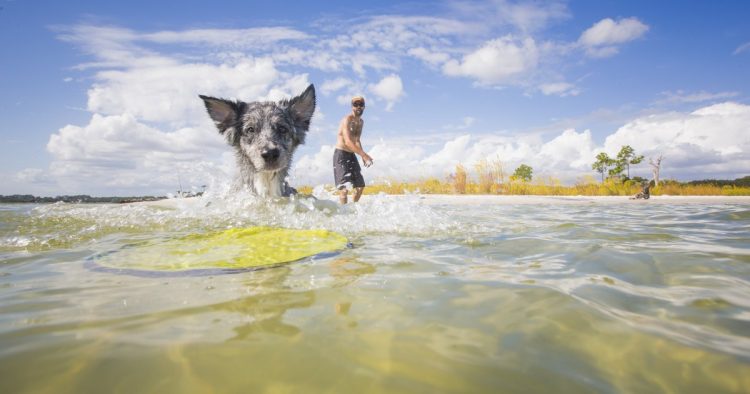 woman surfing dog