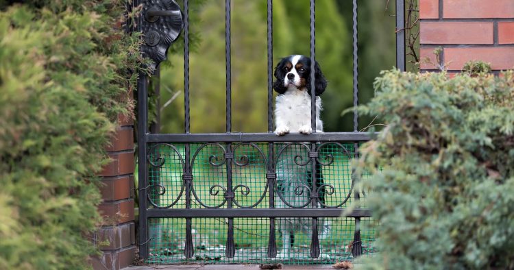 dog balcony neighbor