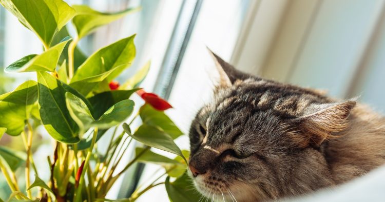 toxic plants cat