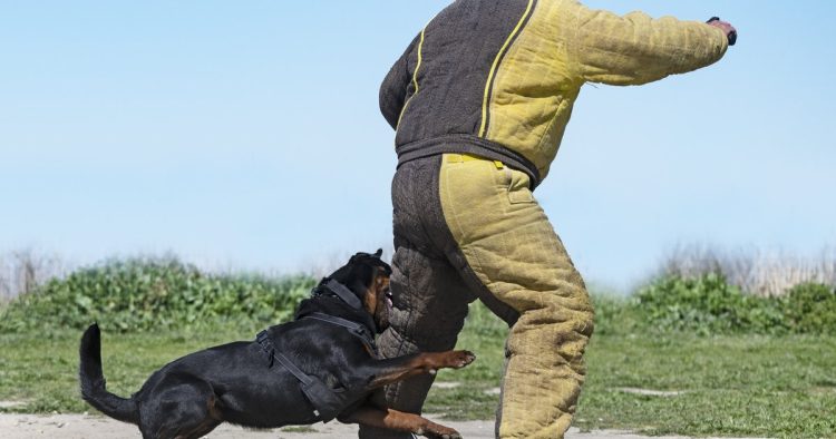 Rottweiler dog train