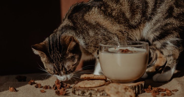 cat chocolate poisoning