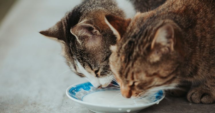 cat drinking milk