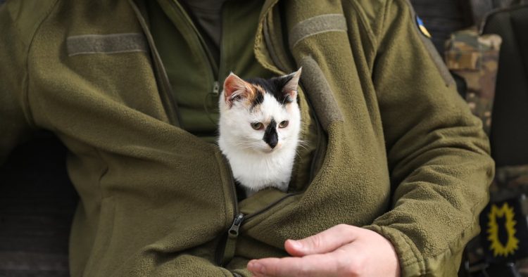 homeless man kitten