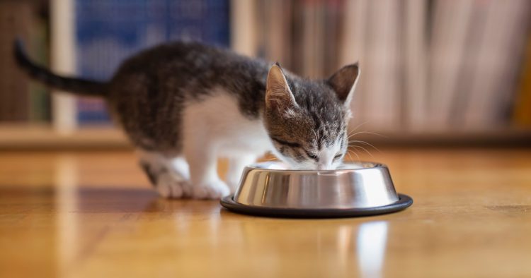 feeding cat