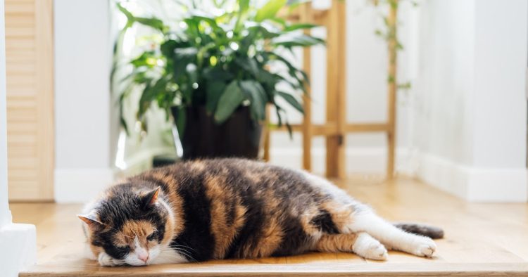 overweight cat
