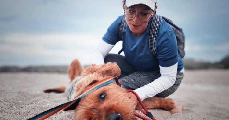 rescue dog stretcher