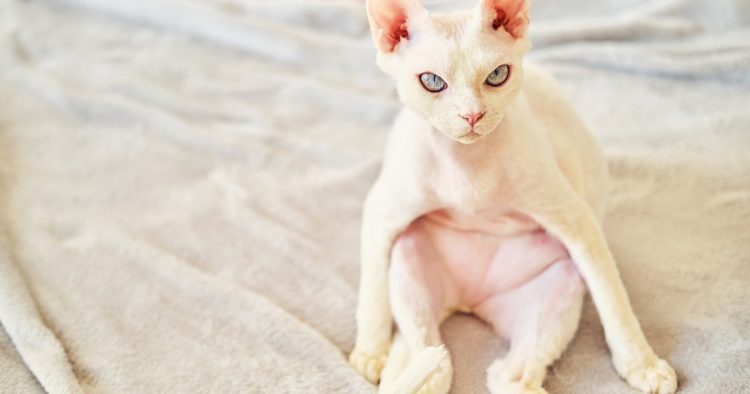 thin cat