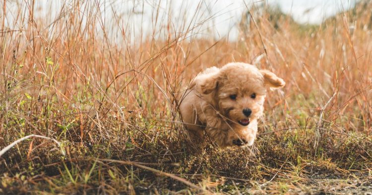lost puppy field