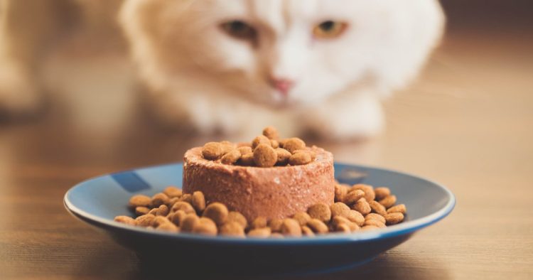 cat food transition