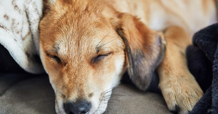 sleeping dachshund dog