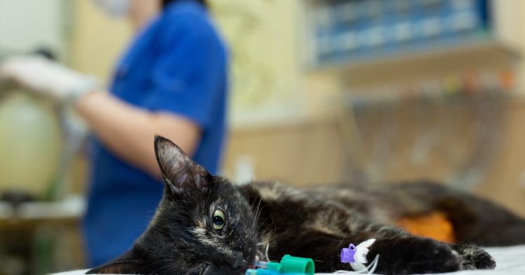 veterinary cat food