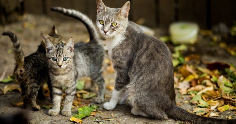 cat age comparison
