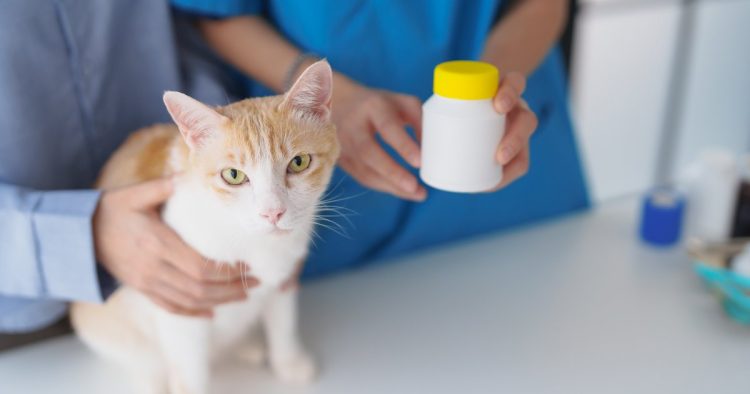cat supplements