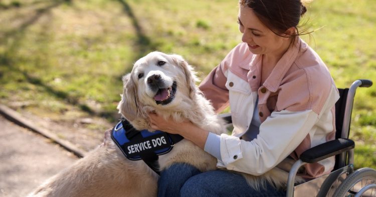 therapy dog
