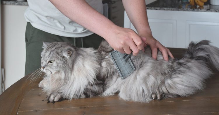 long haired cat grooming