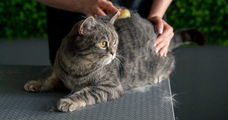 short hair cat grooming