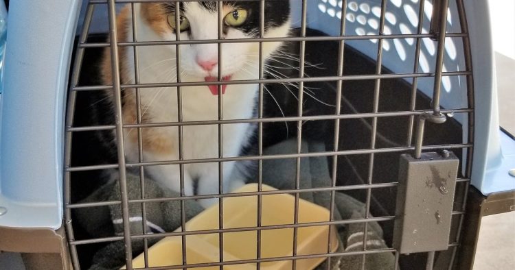 rescue kitten car grille