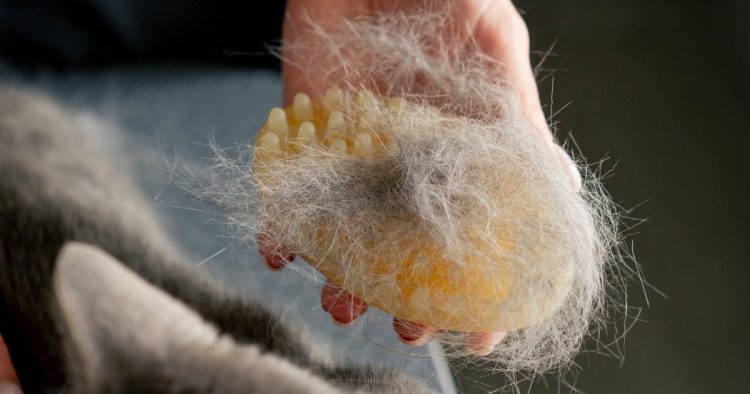 cat shedding