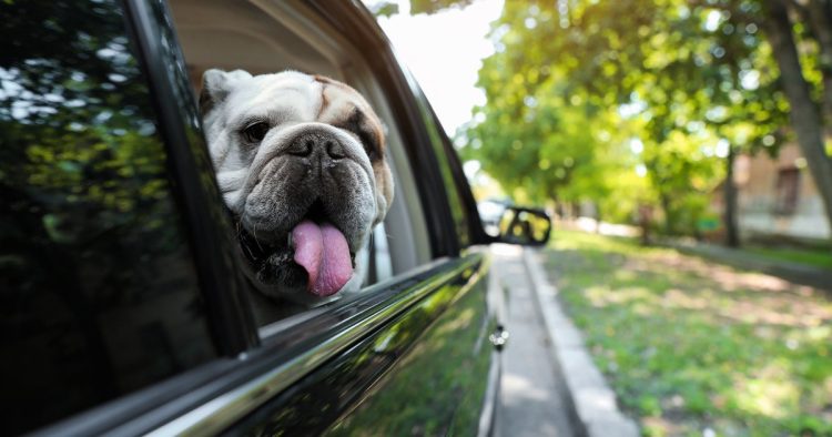 dog in car