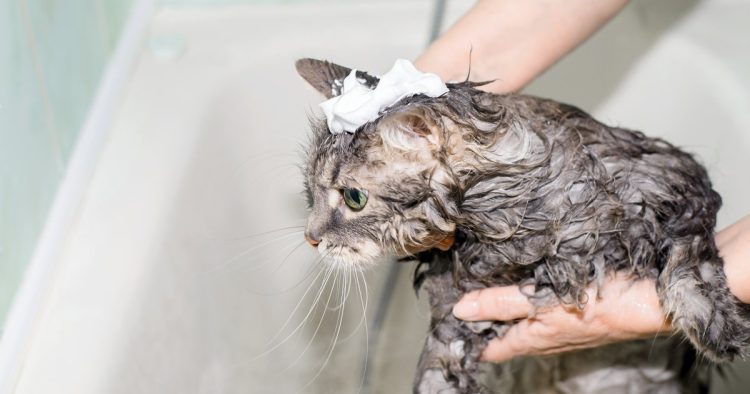 cat bath