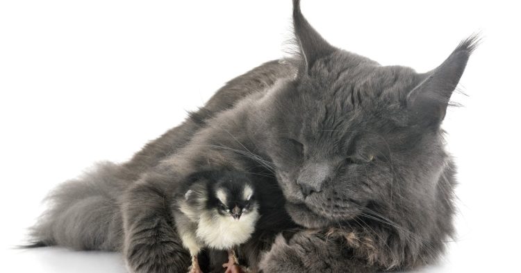 maine coon cats chick