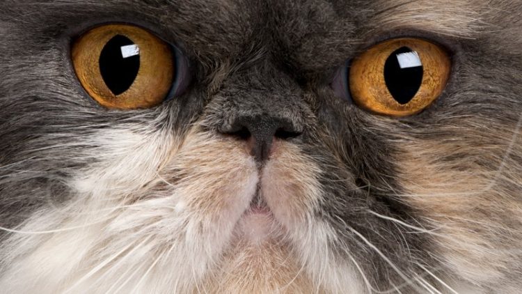 persian cat close-up
