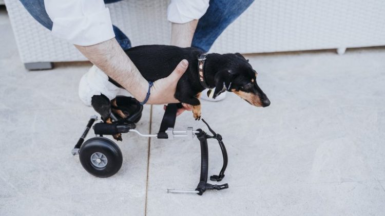 puppy with mobility difficulties