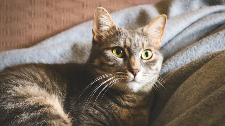 elderly cat resting