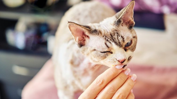 cat eating treats