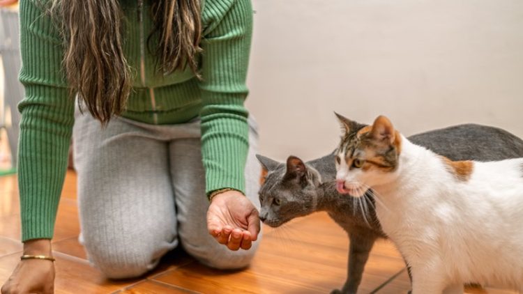 cat owner feeding pet