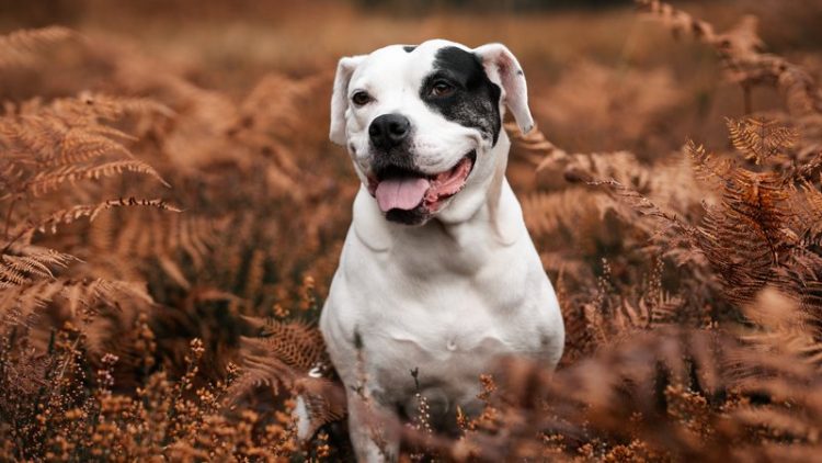 happy dog outdoors
