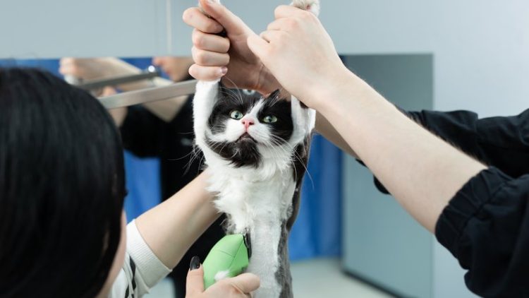 cat grooming session