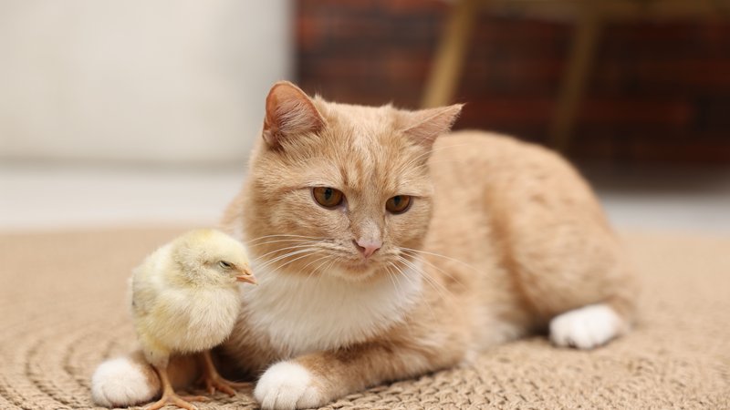 tender cat and chick interaction