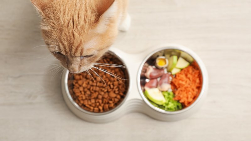 cat eating balanced meal