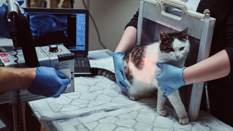 microchipped pet scanning