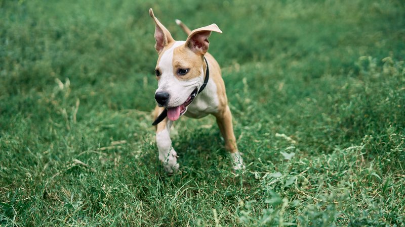 rescued dog playing outdoors