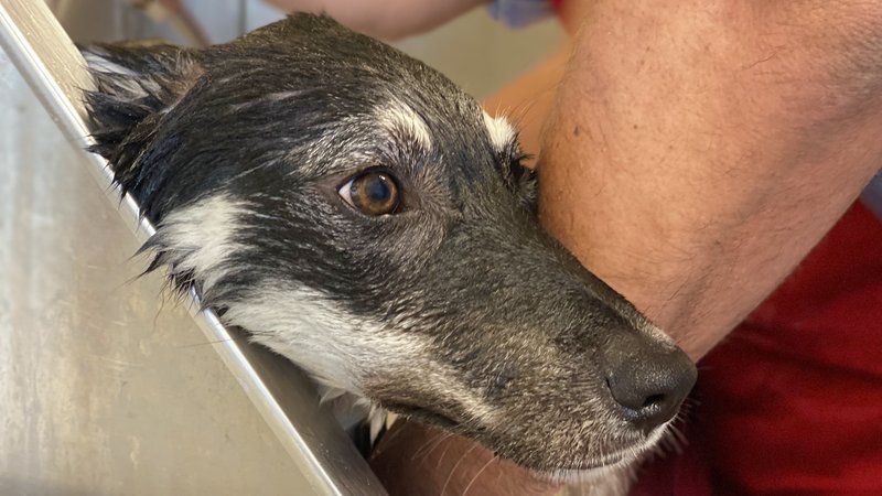 rescued dog in shelter