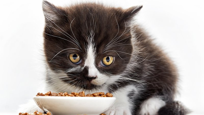 kitten eating from bowl