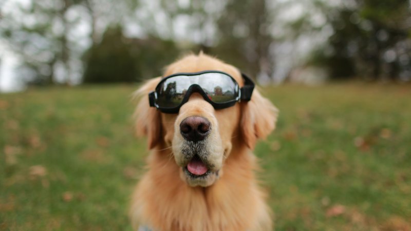 dog wearing protective eclipse glasses