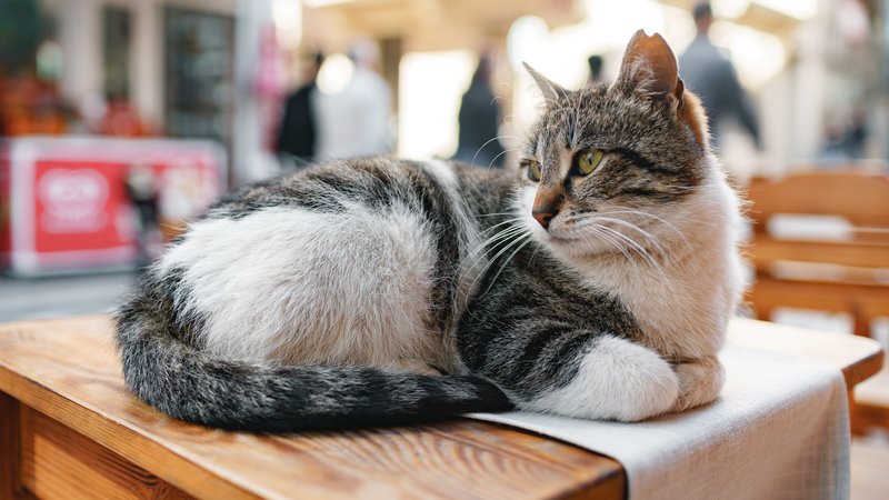 cat in train station cafe