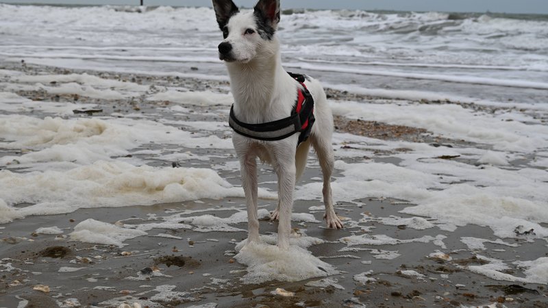Pinscher Nain on surfboard