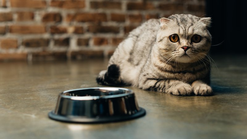cat refusing toxic food